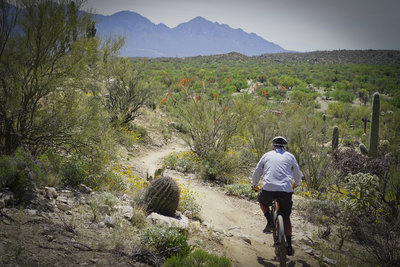 Honeybee Canyon – Tortolita Mtns Loop